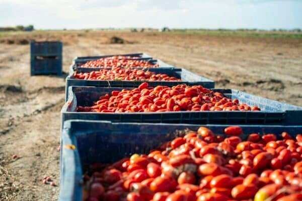 Big crates with tomatoes.